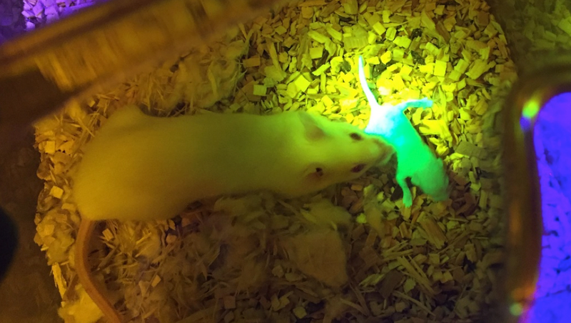 A mouse mom with her glowing pup, birthed from a 3D-printed ovary. Image: Northwestern University
